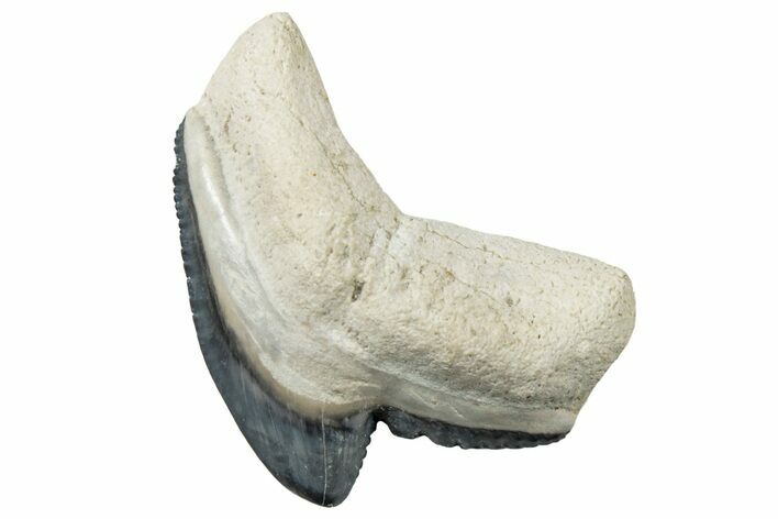 Fossil Tiger Shark (Galeocerdo) Tooth - Bone Valley, Florida #299580